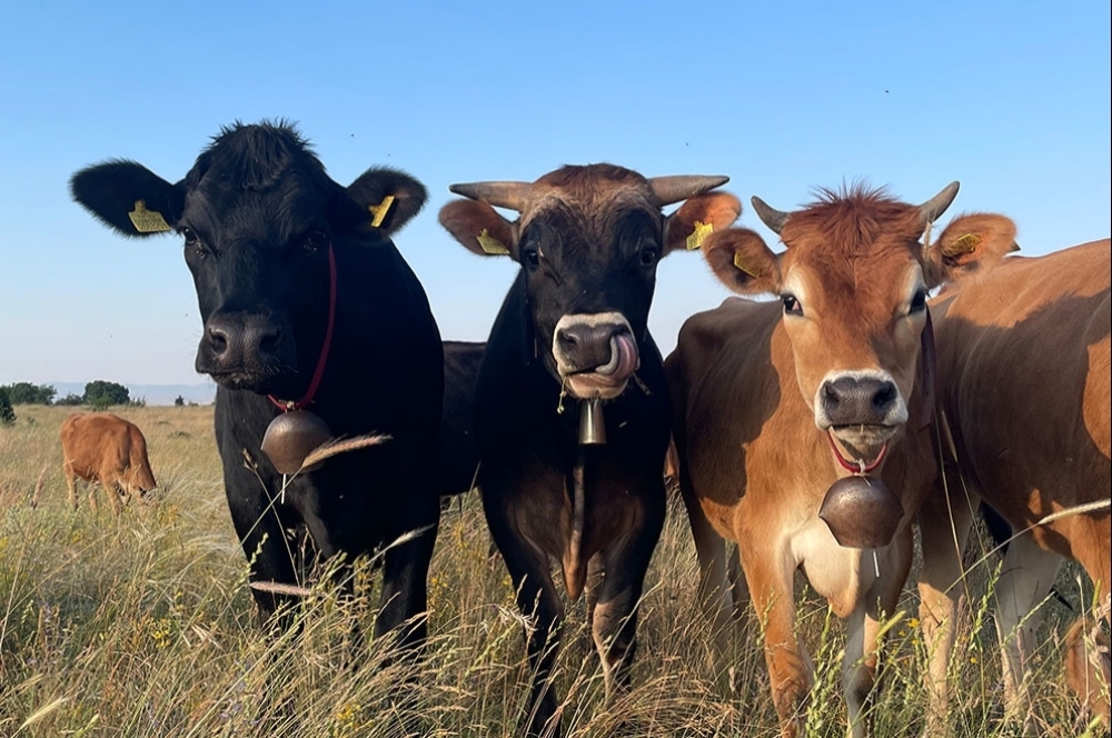 Organic Milk